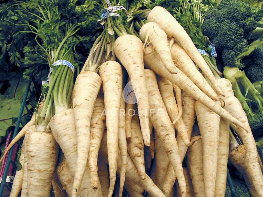 29216 - Root of parsley for sale, 5-10 kg bag, caliber 2-5 Europe