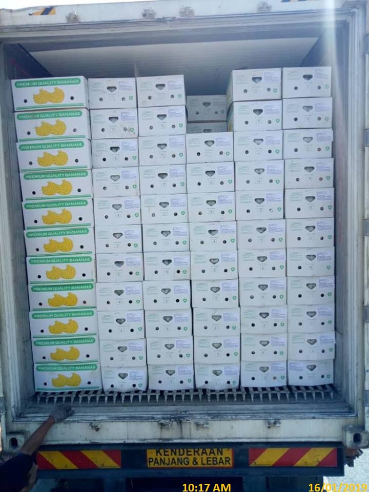 31279 - Philippine Fresh Cavendish Banana Exporters from Philippine