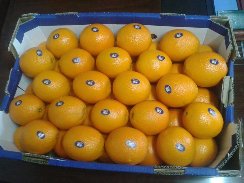 34347 - Offer Orange Navel Egypt