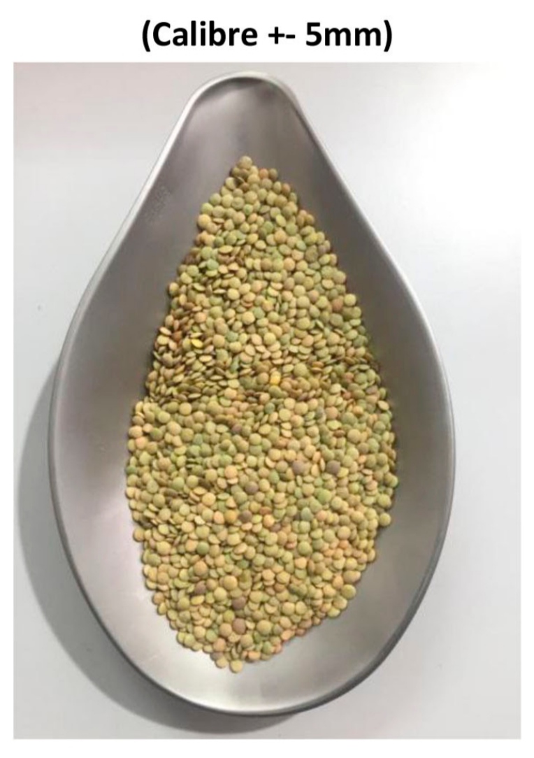 37399 - SPANISH LENTIL Europe