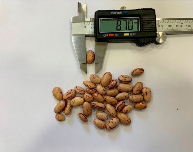 37401 - SPANISH Bean Europe